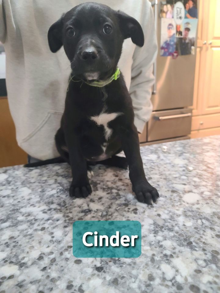Cinder 1