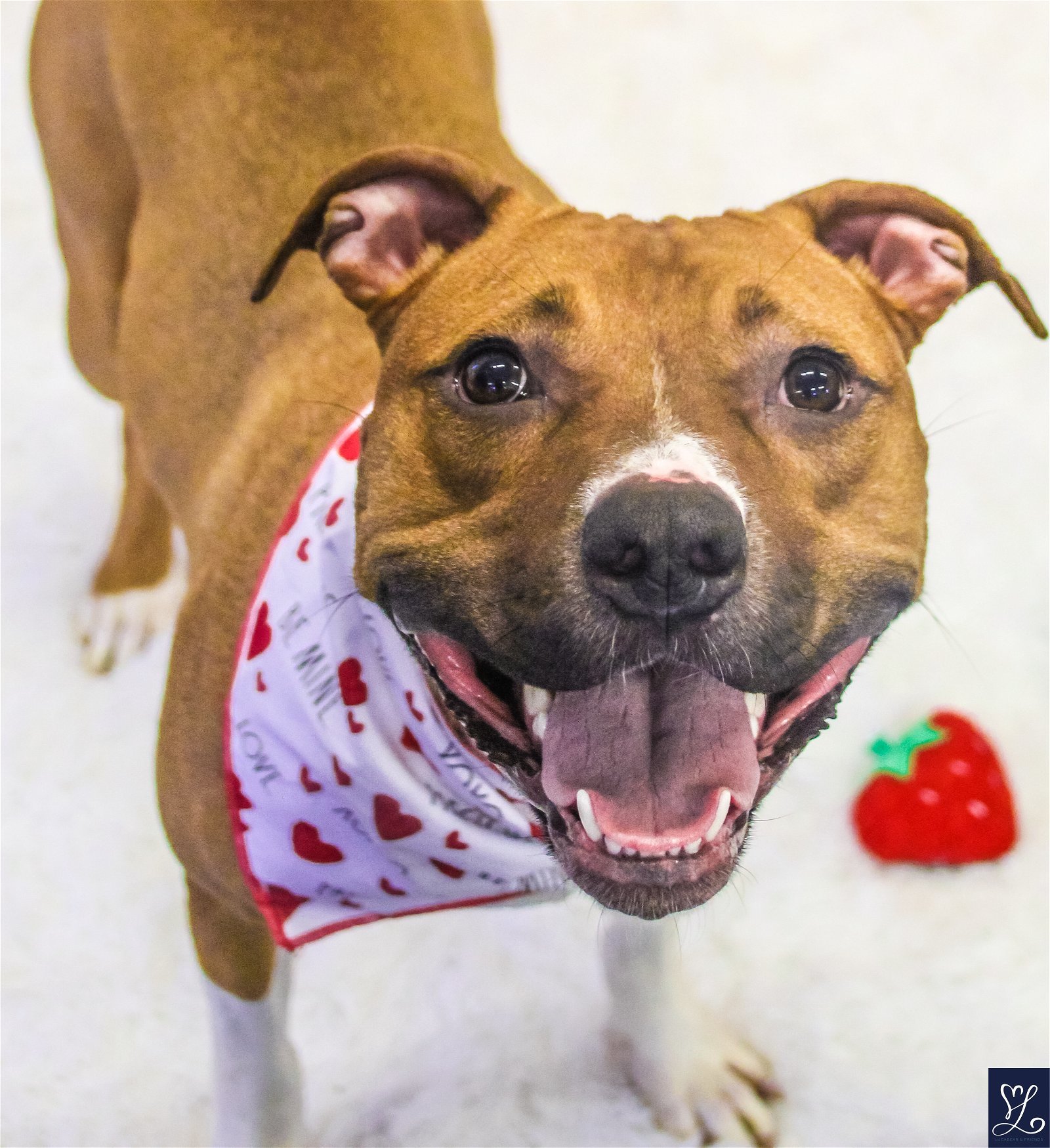 Maggie (Meg), an adoptable Pit Bull Terrier in Lockport, NY, 14095 | Photo Image 1