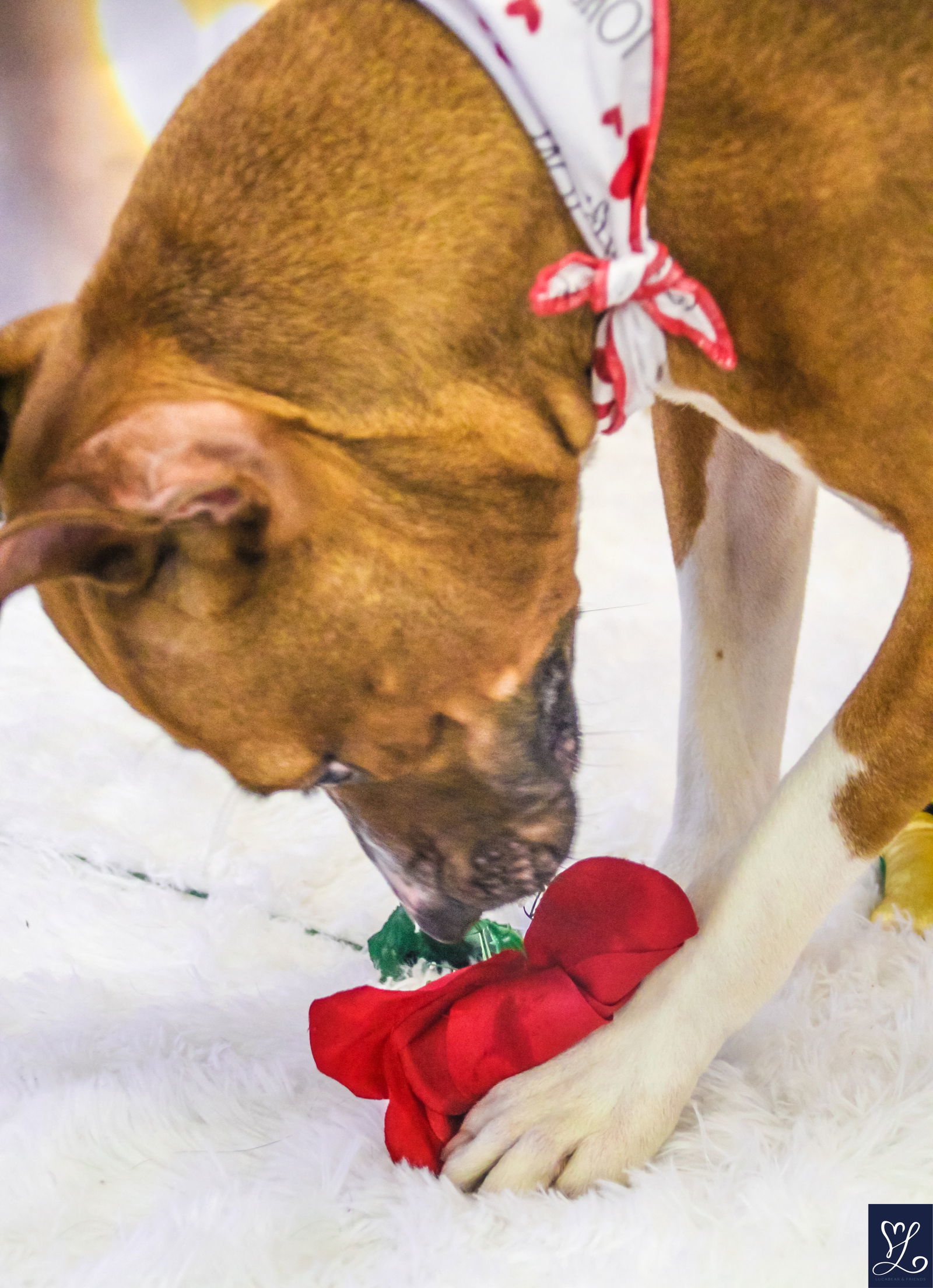 Maggie (Meg), an adoptable Pit Bull Terrier in Lockport, NY, 14095 | Photo Image 3