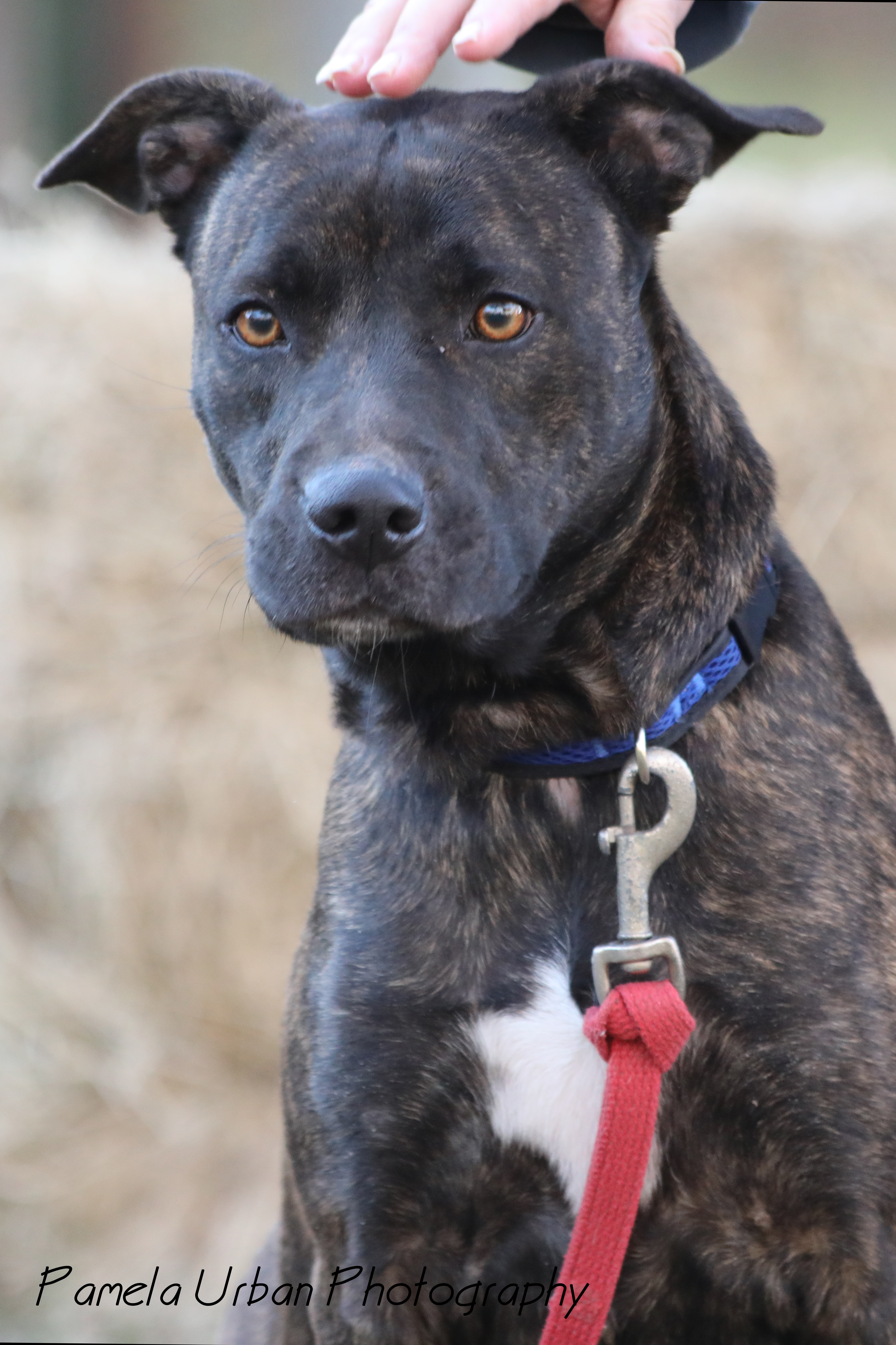 Emery, an adoptable Labrador Retriever in Sheridan, TX, 77475 | Photo Image 1