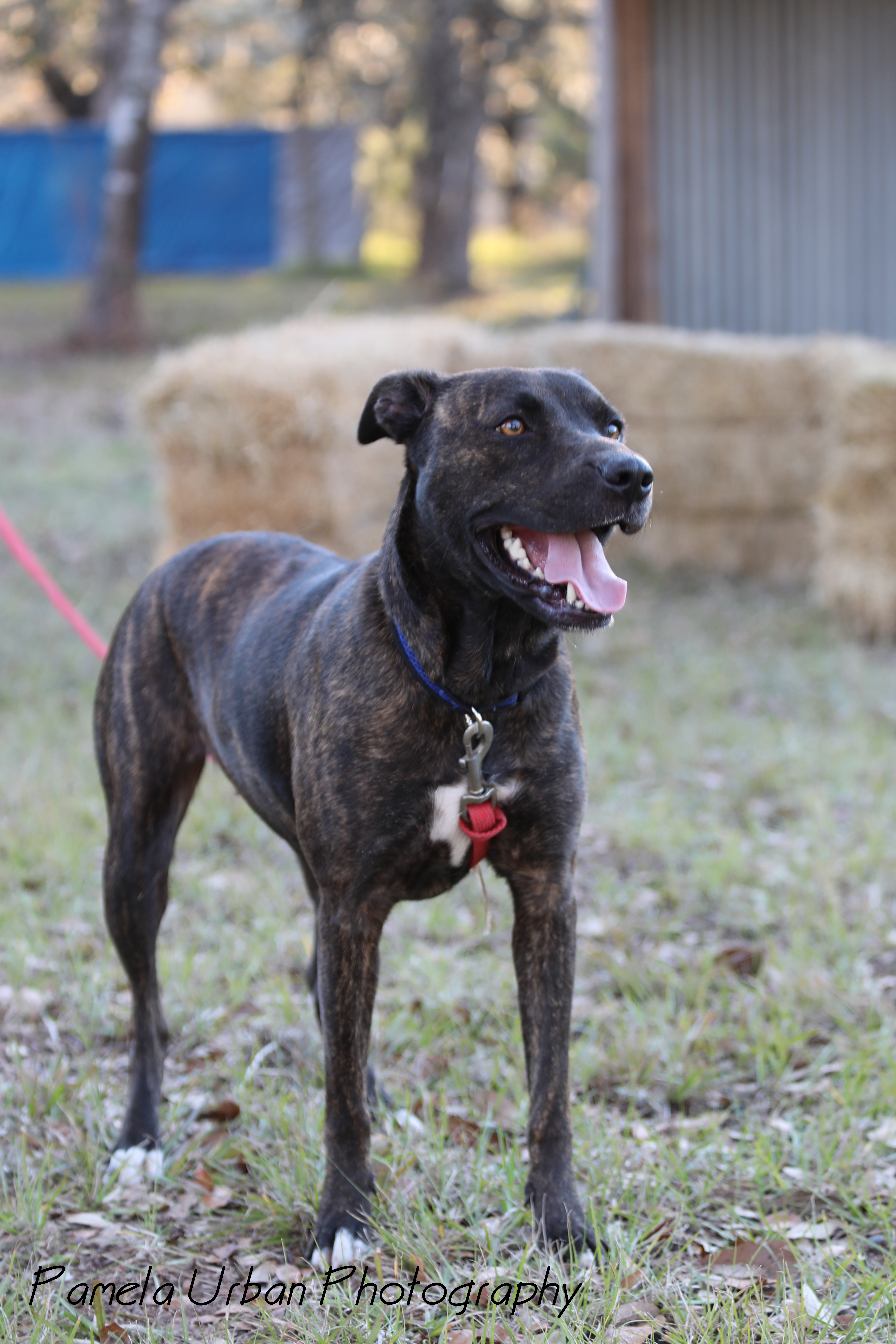 Emery, an adoptable Labrador Retriever in Sheridan, TX, 77475 | Photo Image 2