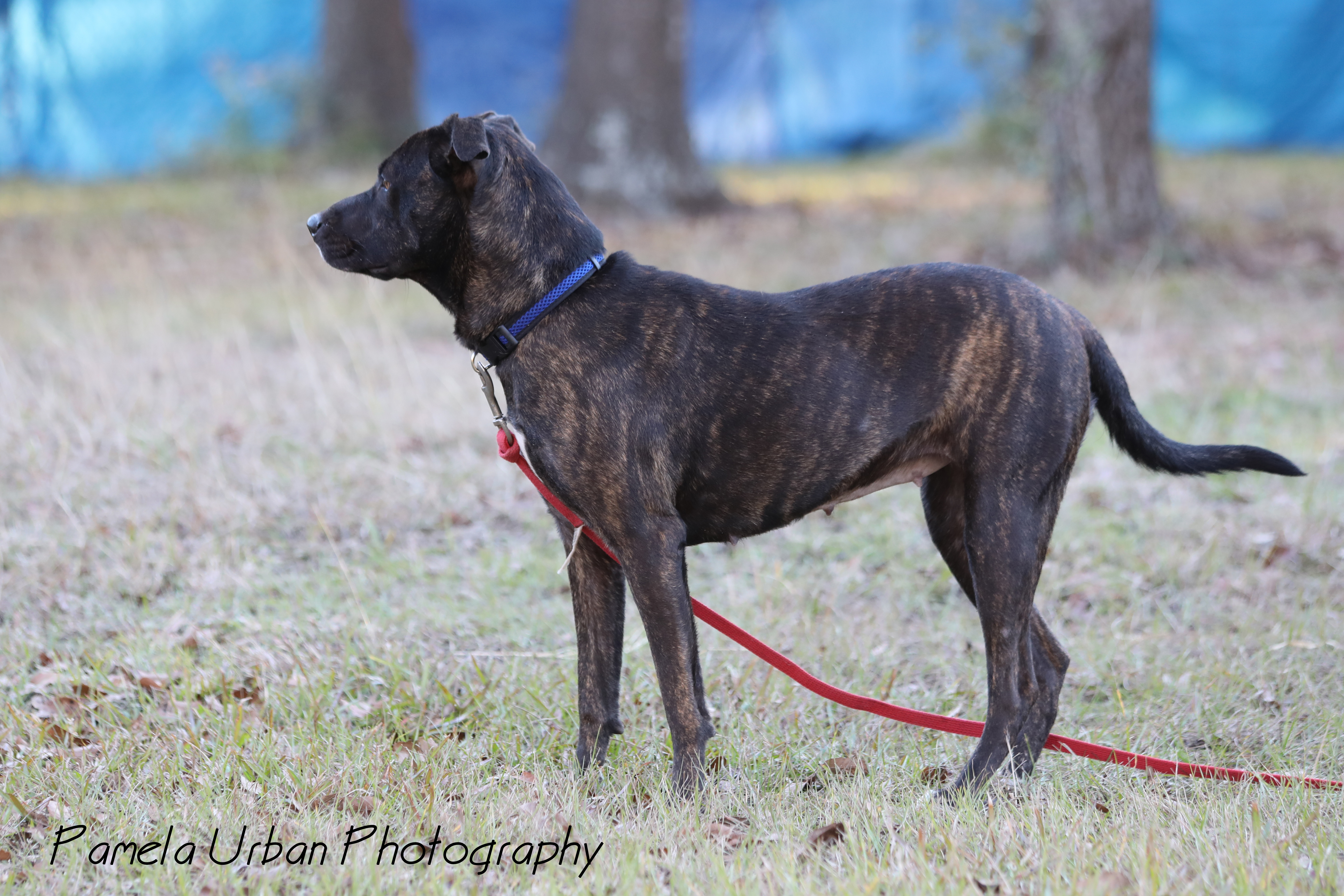 Emery, an adoptable Labrador Retriever in Sheridan, TX, 77475 | Photo Image 3