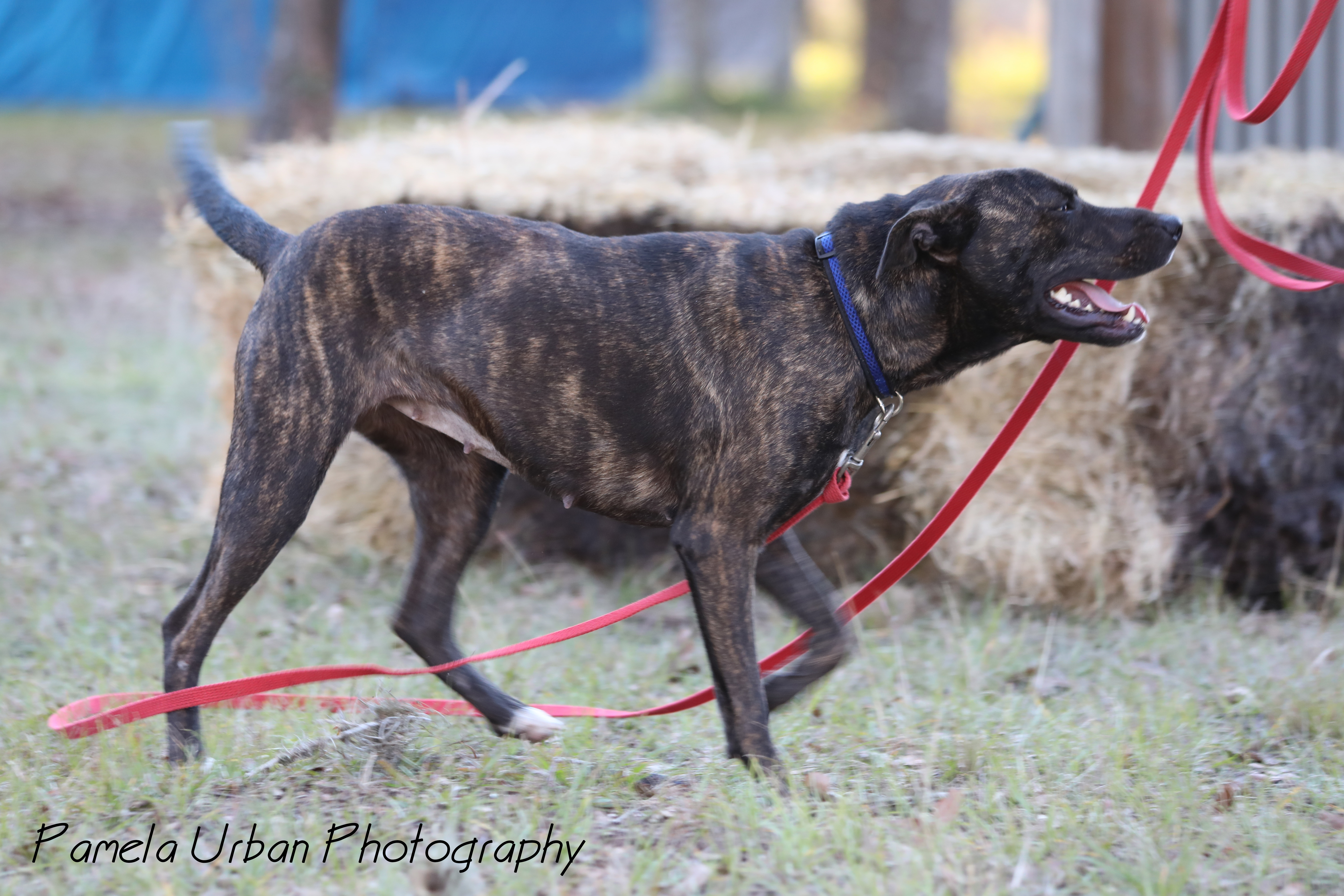 Emery, an adoptable Labrador Retriever in Sheridan, TX, 77475 | Photo Image 4