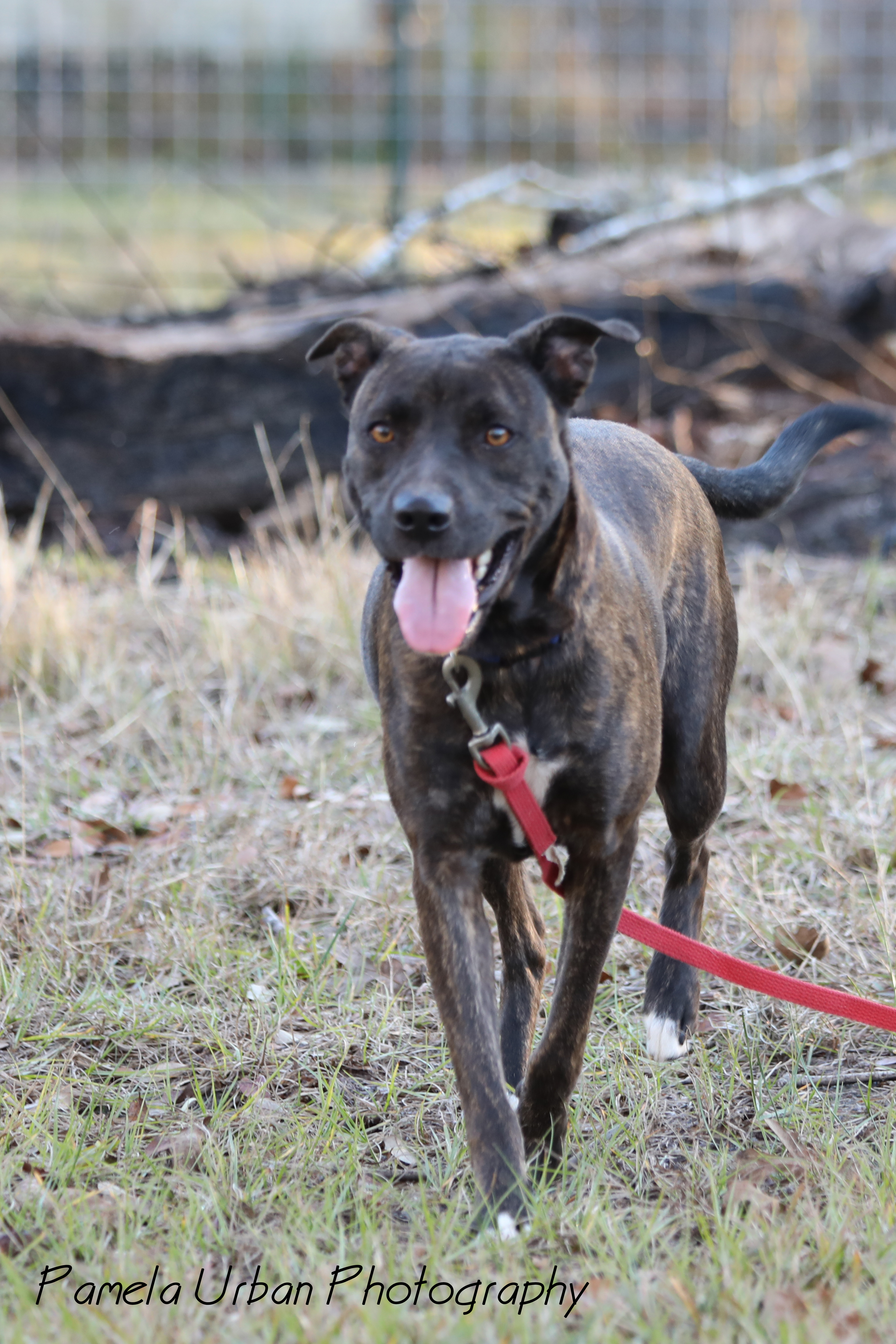 Emery, an adoptable Labrador Retriever in Sheridan, TX, 77475 | Photo Image 5