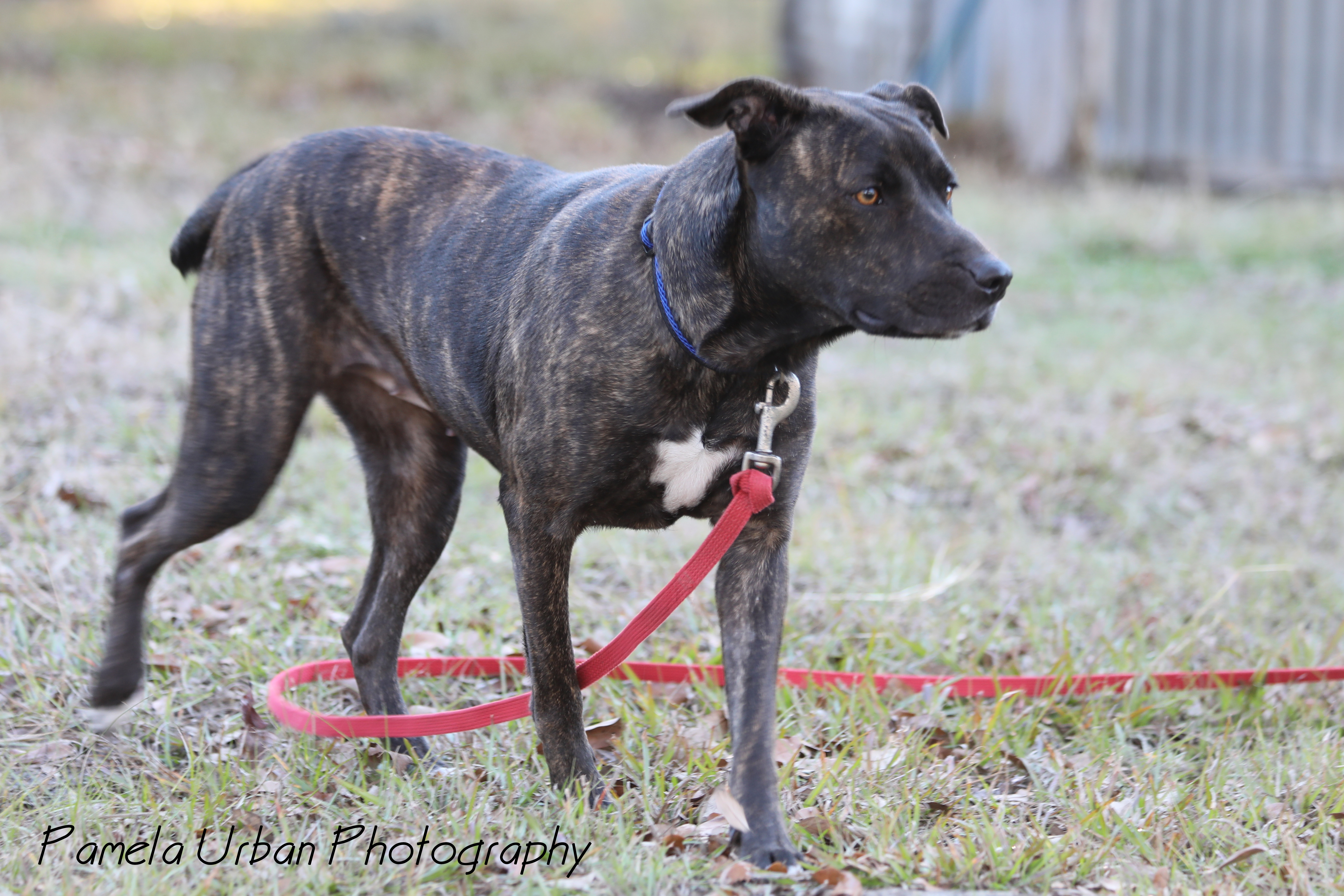 Emery, an adoptable Labrador Retriever in Sheridan, TX, 77475 | Photo Image 6