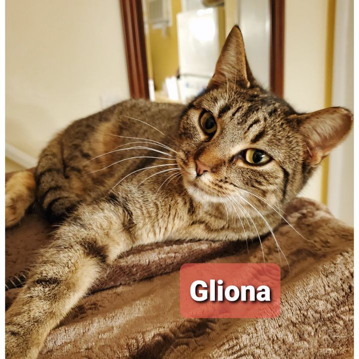 Gliona, an adopted Tabby in Philadelphia, PA_image-2
