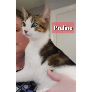 Praline