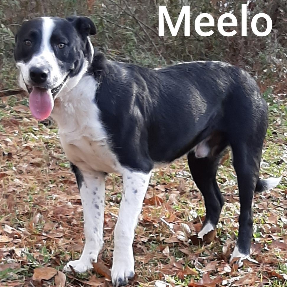 Meelo detail page