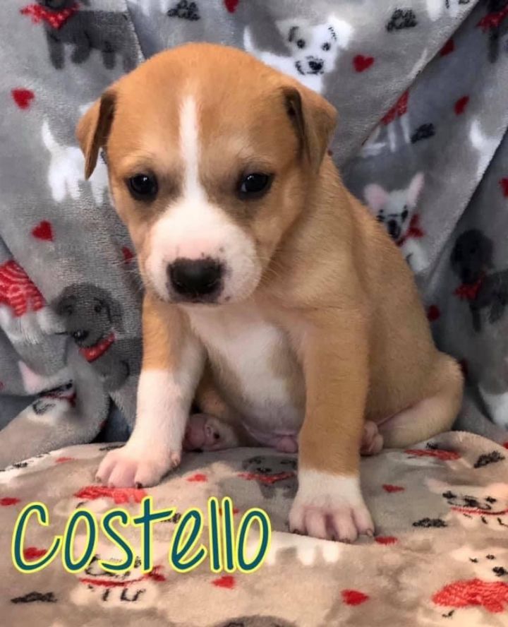 Costello 1
