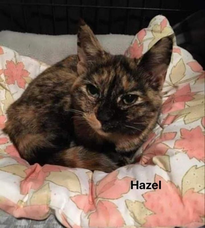 Hazel 1