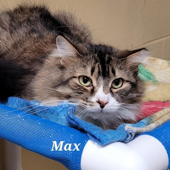 Max, an adoptable Domestic Long Hair in Cedar Rapids, IA, 52404 | Photo Image 1