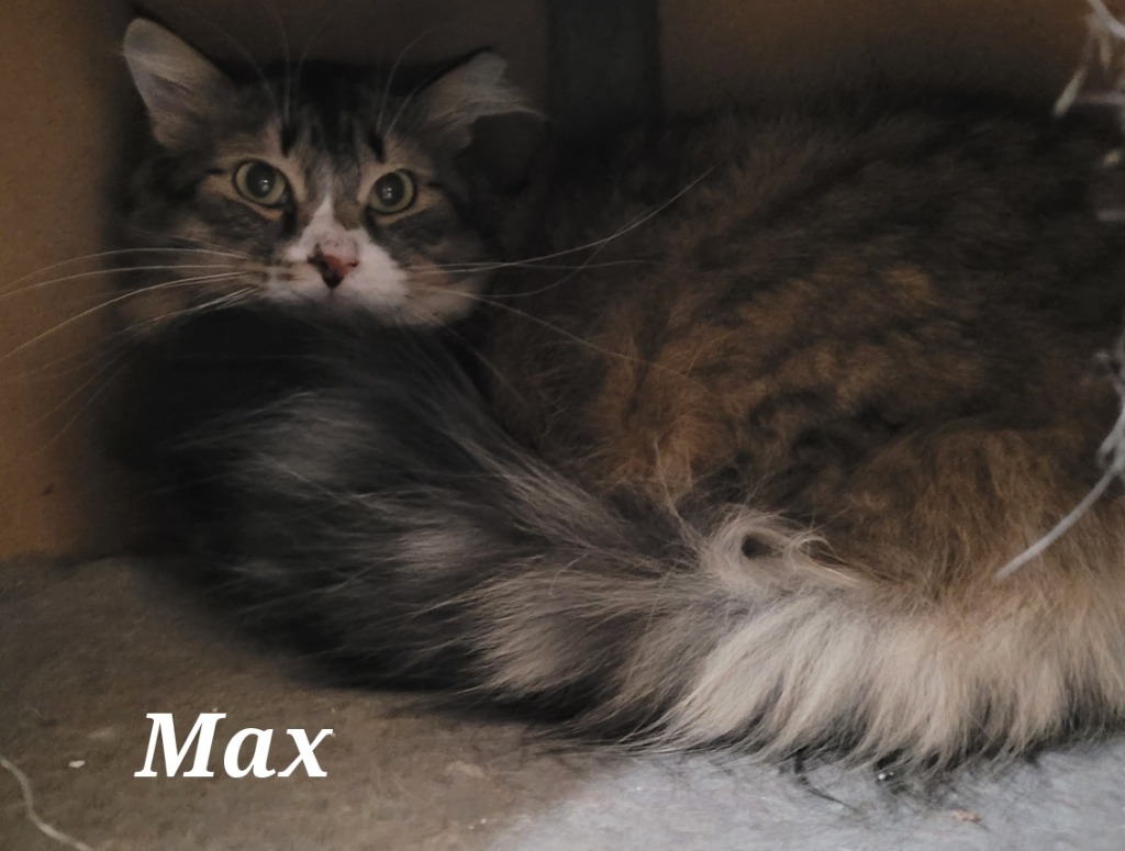 Max, an adoptable Domestic Long Hair in Cedar Rapids, IA, 52404 | Photo Image 2