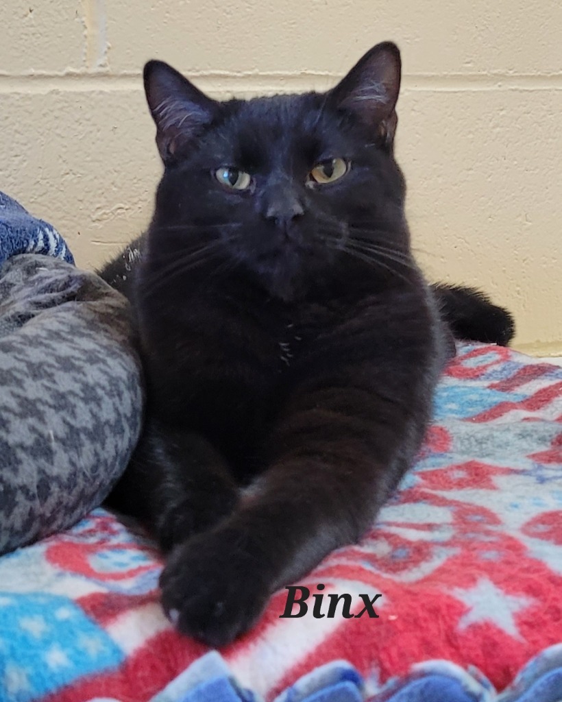 Binx, an adoptable Domestic Short Hair in Cedar Rapids, IA, 52404 | Photo Image 1