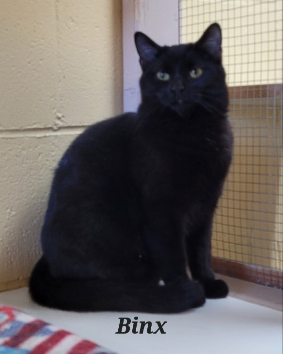 Binx, an adoptable Domestic Short Hair in Cedar Rapids, IA, 52404 | Photo Image 2