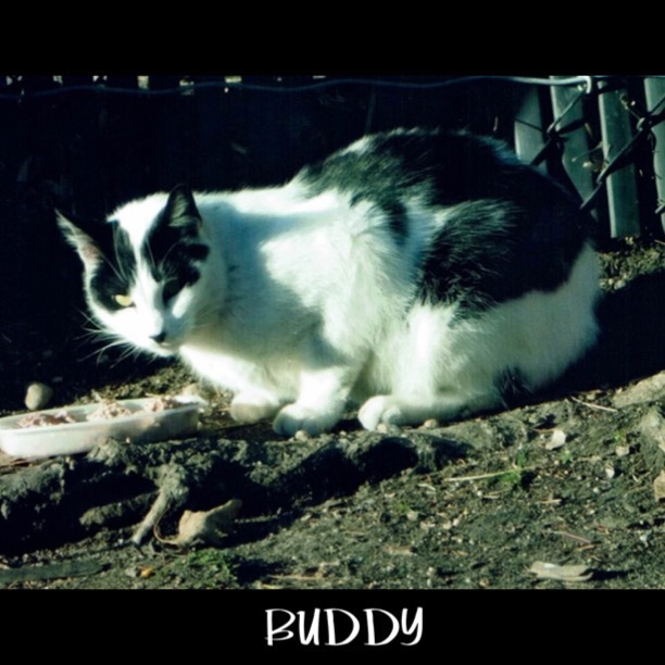 Buddy, an adopted Domestic Short Hair in Great Neck, NY_image-1