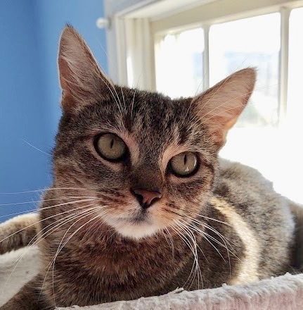 Hope -Adoption Pending!, an adopted Domestic Short Hair & Tabby Mix in Colmar, PA_image-1