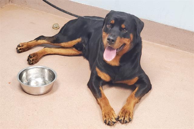 Simba aka Poodle, an adoptable Rottweiler in Portland, OR, 97233 | Photo Image 2
