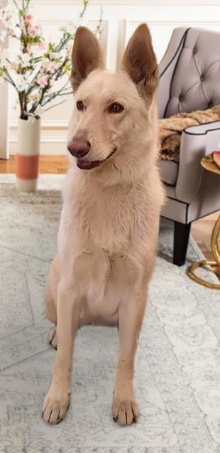 Scout AKA Riley