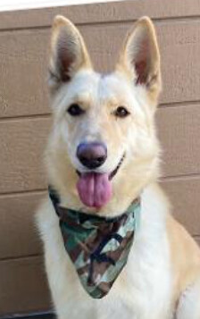 Scout AKA Riley 1