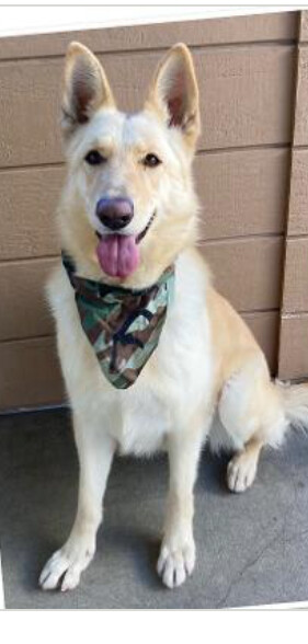 Scout AKA Riley 4
