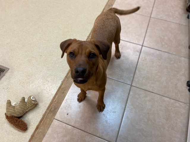 Bella, an adoptable Labrador Retriever in Centralia, IL, 62801 | Photo Image 2