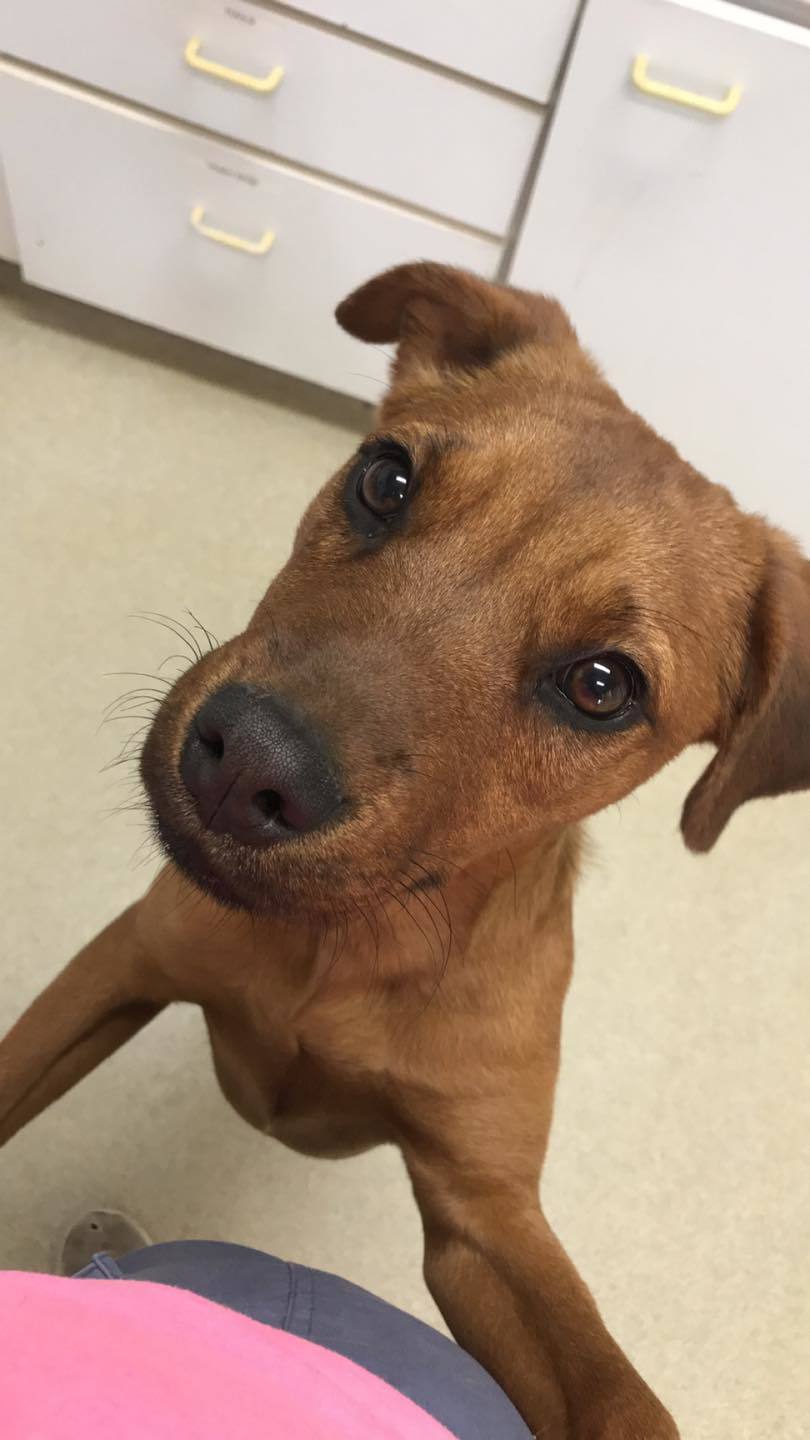 Bella, an adoptable Labrador Retriever in Centralia, IL, 62801 | Photo Image 1