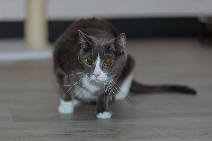 Cookie, an adoptable Russian Blue & Domestic Short Hair Mix in Chicago, IL_image-1