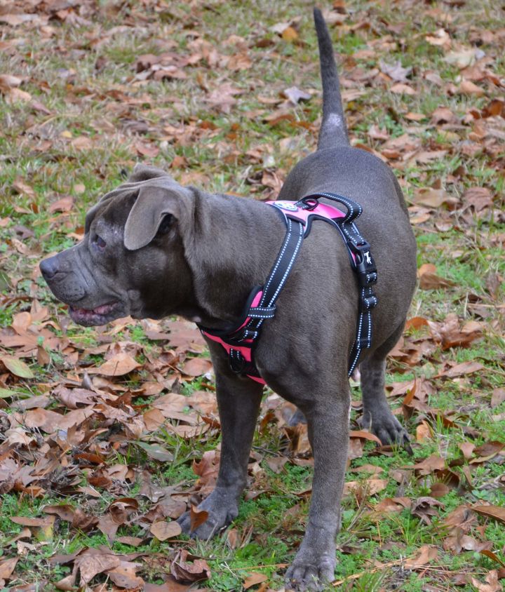 Ruth, an adopted American Staffordshire Terrier & Shar-Pei Mix in Seattle, WA_image-3