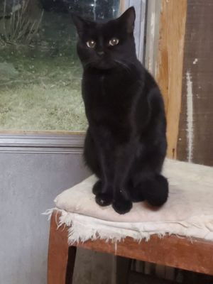 Black Kat - friendly and loving