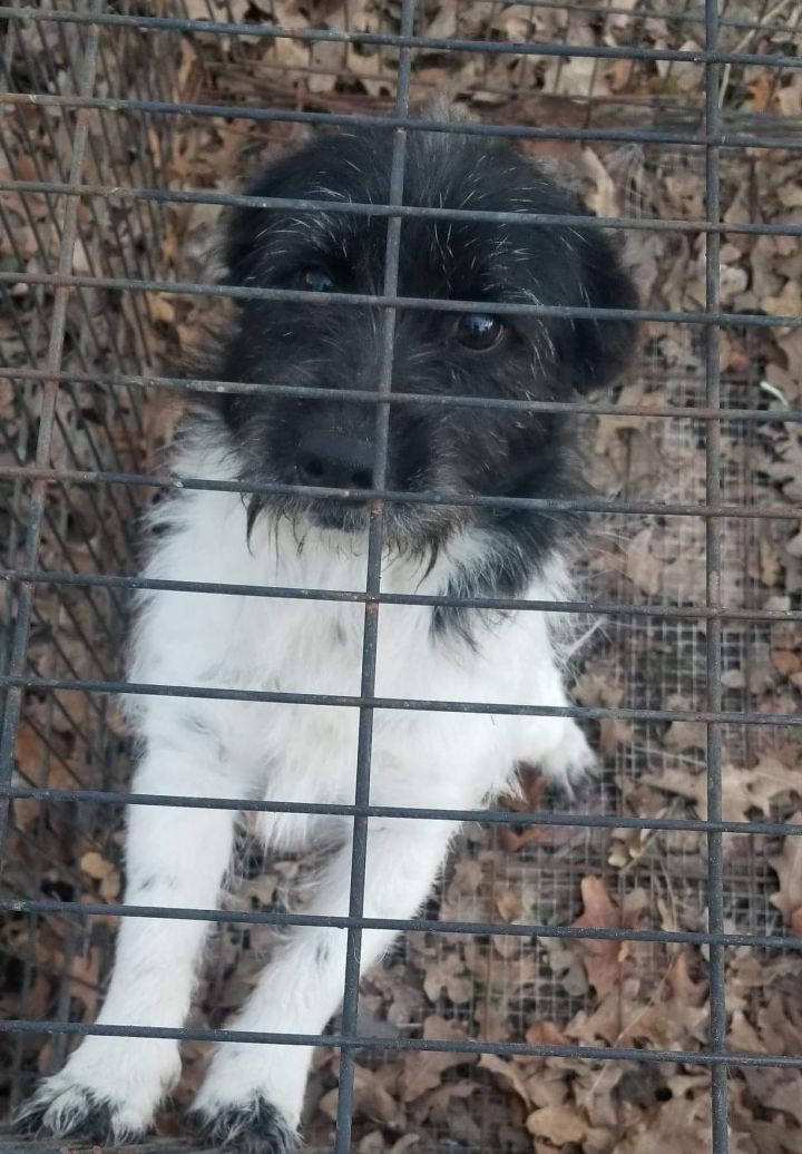 Dog For Adoption Kasey A Wirehaired Terrier Corgi Mix In Grand Prairie Tx Petfinder