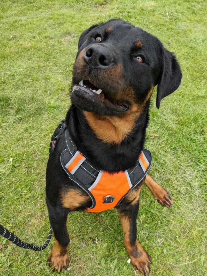 Bean, an adopted Rottweiler in Redmond, WA_image-2