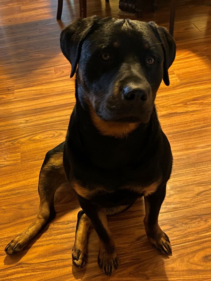 Bean, an adopted Rottweiler in Redmond, WA_image-5