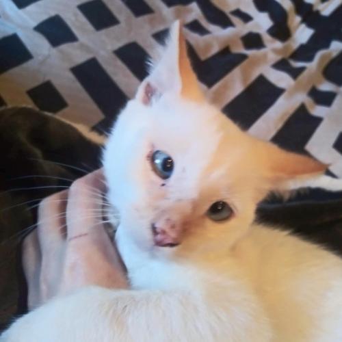 Cat For Adoption Zazu A Siamese In San Antonio Tx Petfinder