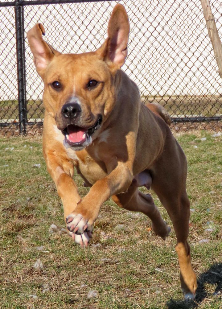 21-19 Lady, an adopted Pit Bull Terrier Mix in Amityville, NY_image-6