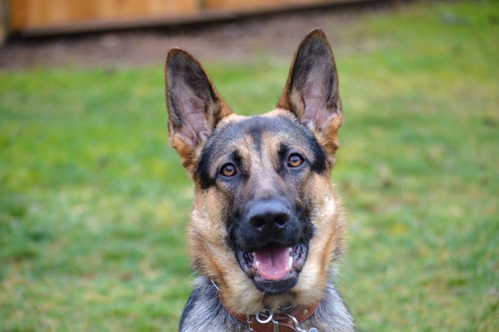 Trooper, an adopted German Shepherd Dog in Bellevue, WA_image-1