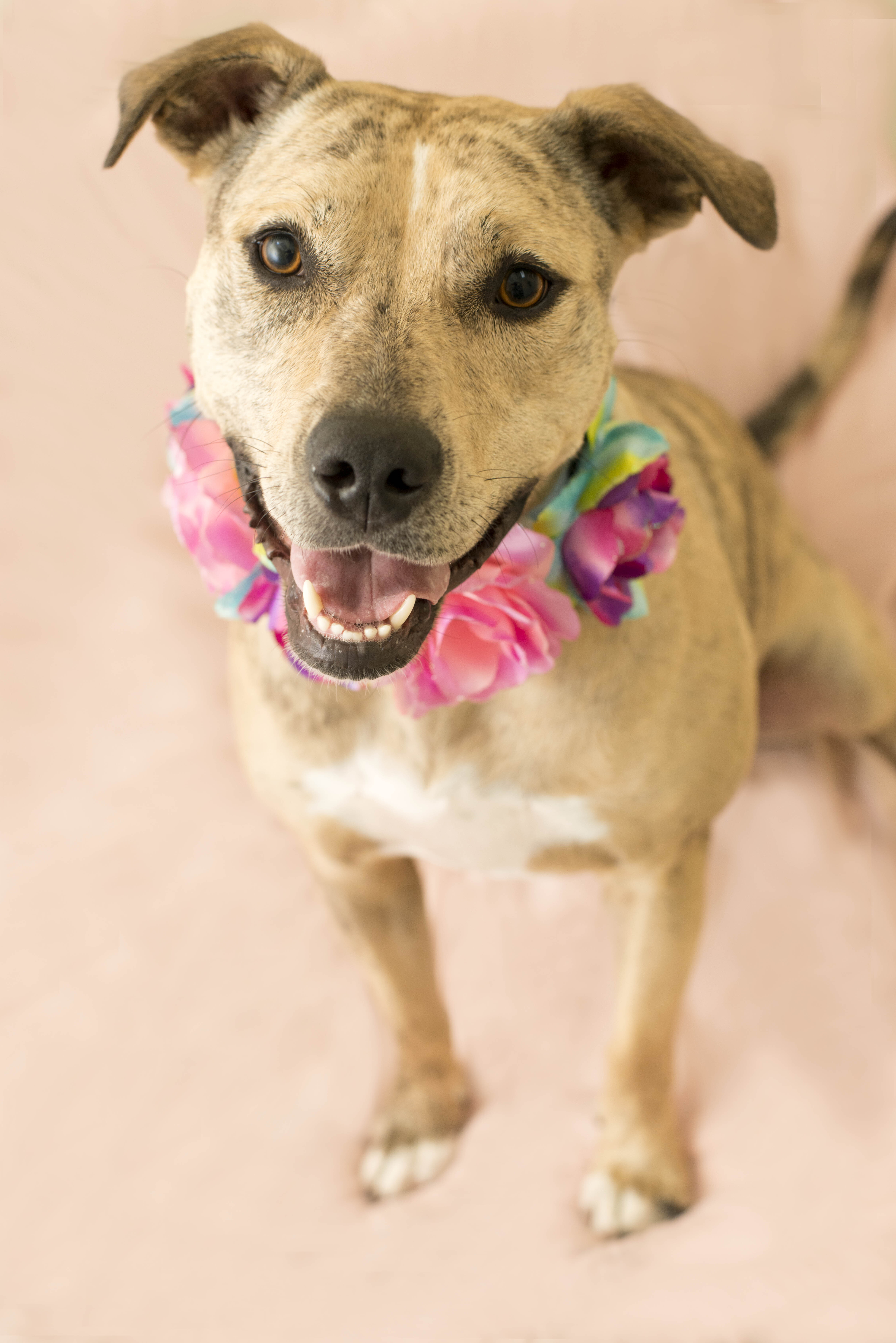 Noelle, an adoptable Greyhound, Terrier in Cincinnati, OH, 45227 | Photo Image 2