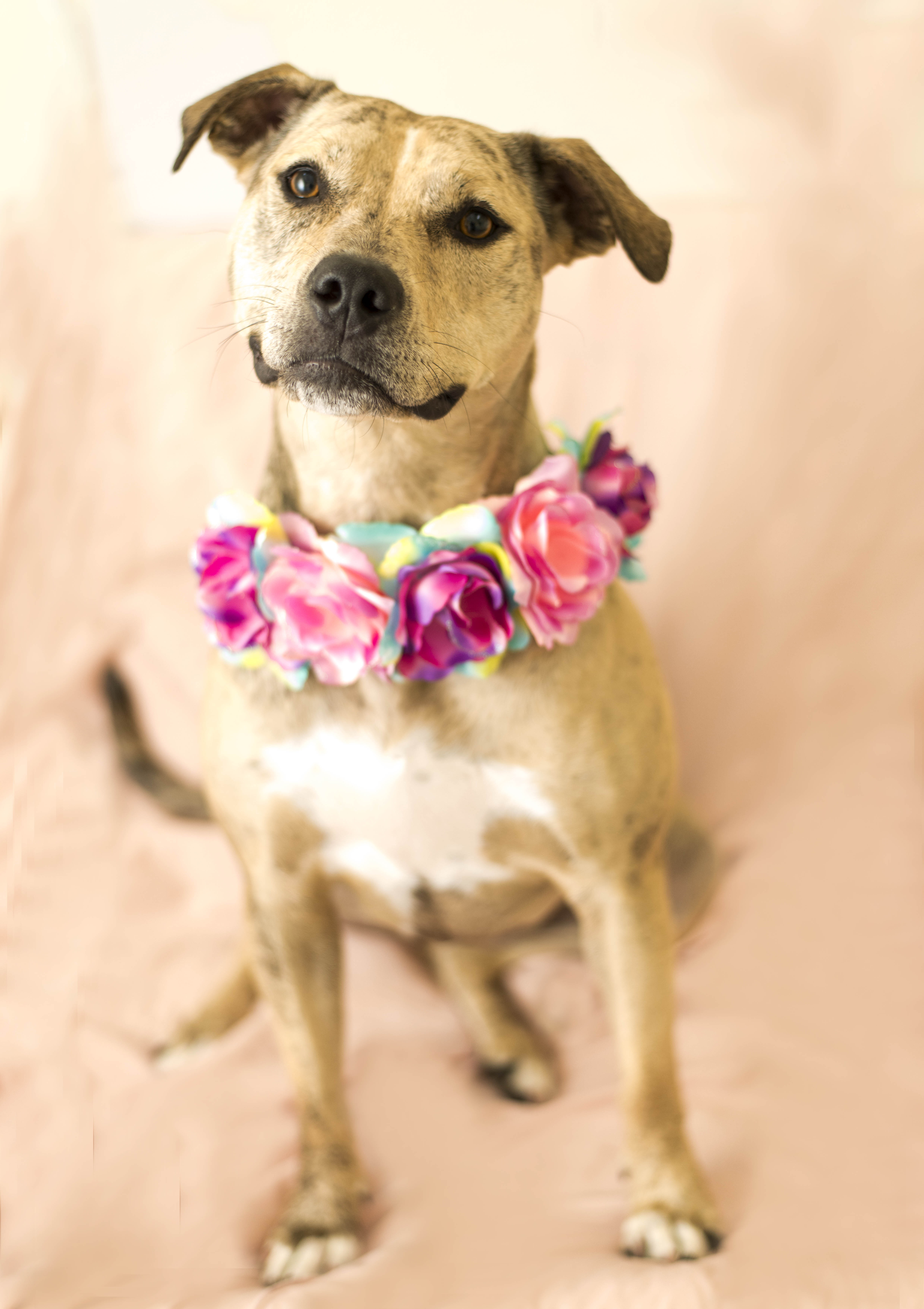 Noelle, an adoptable Greyhound, Terrier in Cincinnati, OH, 45227 | Photo Image 1