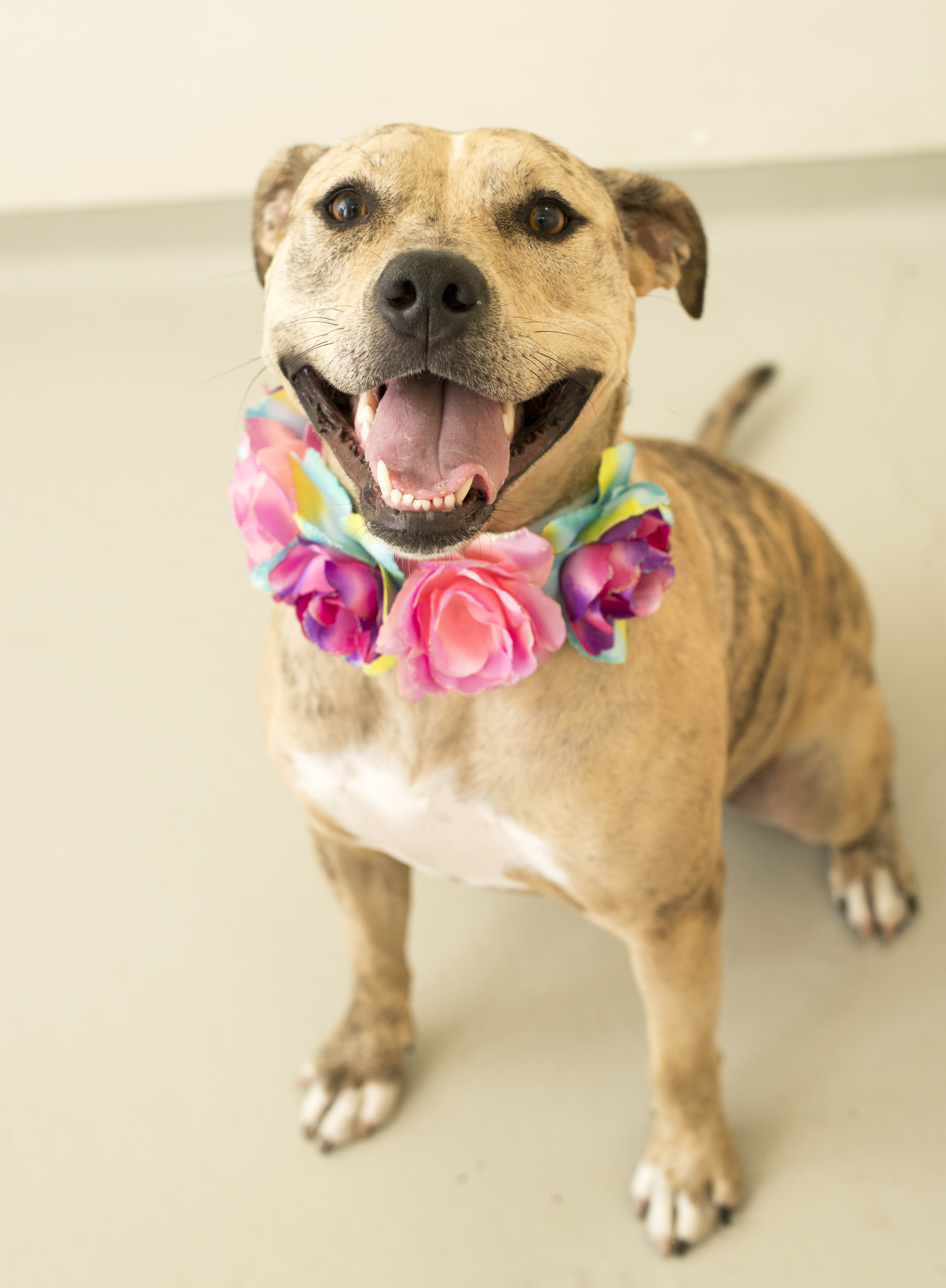 Noelle, an adoptable Greyhound, Terrier in Cincinnati, OH, 45227 | Photo Image 3