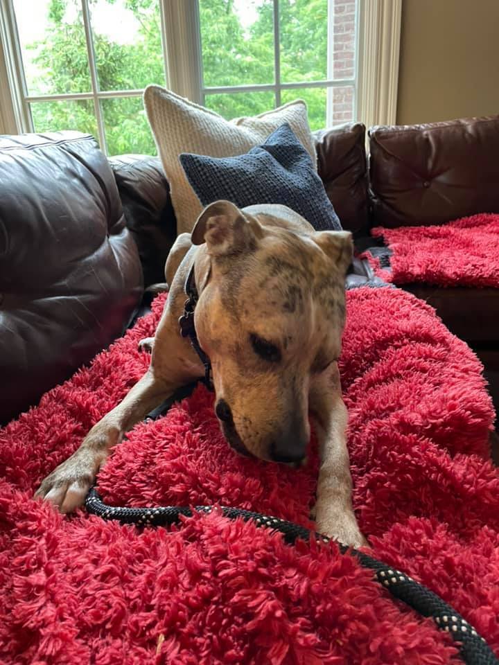 Noelle, an adoptable Greyhound, Terrier in Cincinnati, OH, 45227 | Photo Image 4