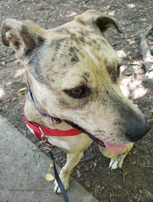 Noelle, an adoptable Greyhound, Terrier in Cincinnati, OH, 45227 | Photo Image 5