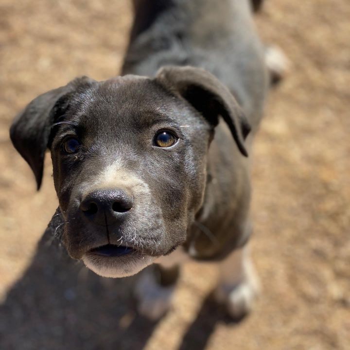 Dog For Adoption Denver A Labrador Retriever Mix In Hereford Az Petfinder