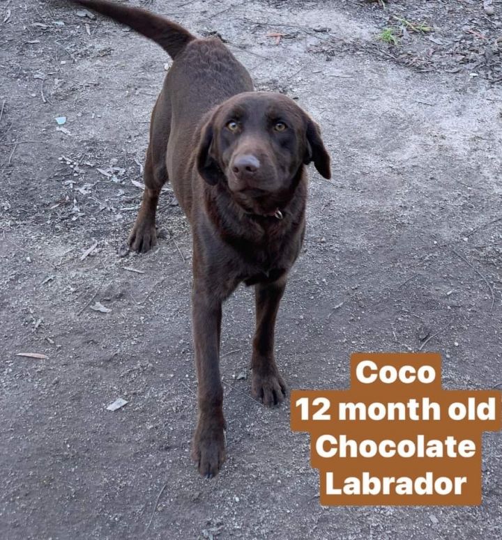 Coco, an adopted Labrador Retriever in Wallington, NJ_image-1