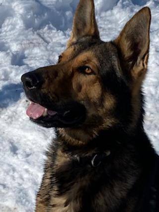 Tank, an adoptable German Shepherd Dog in Glen Head, NY_image-2