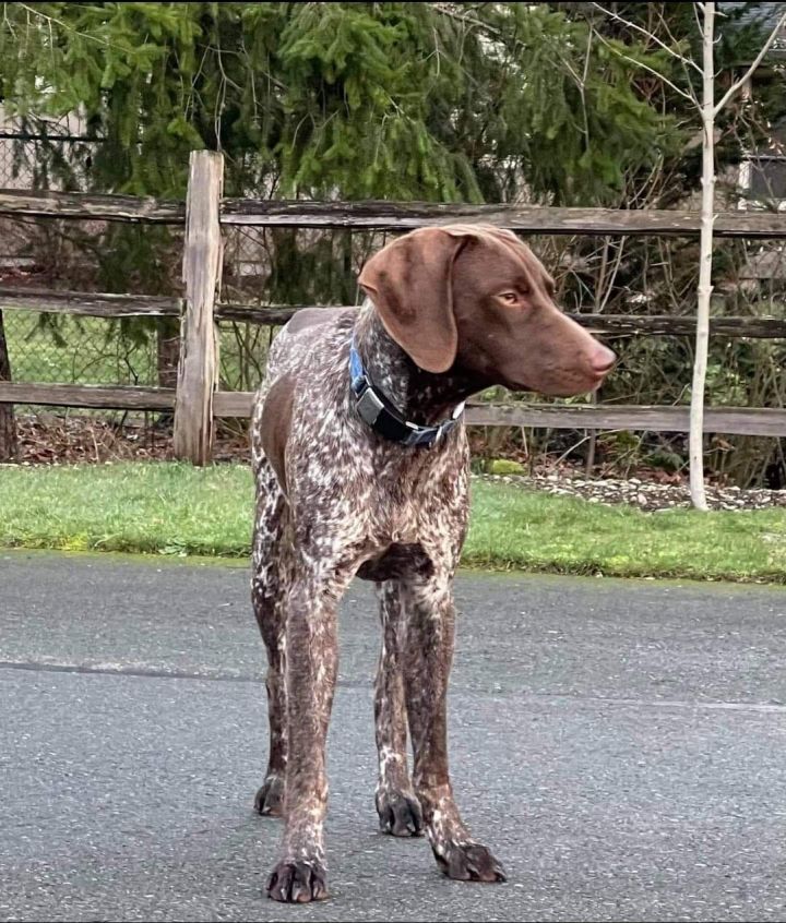 Carlisle, an adopted German Shorthaired Pointer in Redmond, WA_image-1