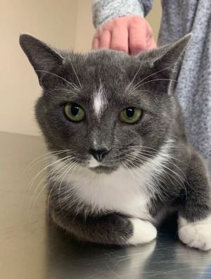 Squeakers - playful & loving