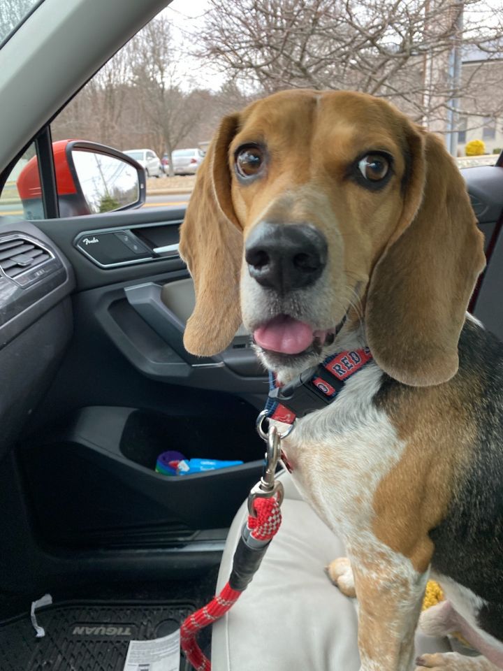 Scooby, an adopted Beagle in Lexington, MA_image-1