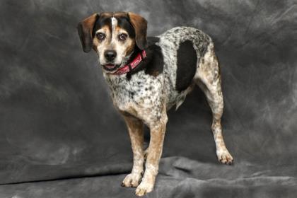 Romeo, an adoptable Bluetick Coonhound, Mountain Cur in Cashiers, NC, 28717 | Photo Image 2