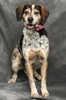 bluetick coonhound blue heeler mix