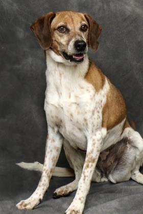 Juliette, an adoptable Bluetick Coonhound, Mountain Cur in Cashiers, NC, 28717 | Photo Image 2