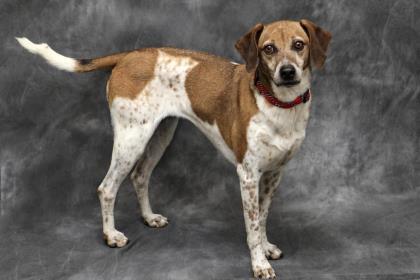 Juliette, an adoptable Bluetick Coonhound, Mountain Cur in Cashiers, NC, 28717 | Photo Image 1